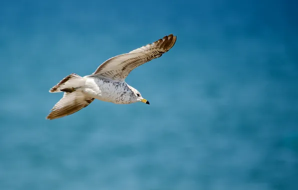 Picture sea, eyes, flight, seagulls, beak