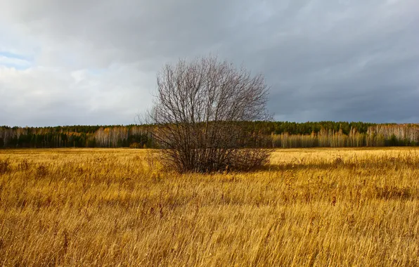 Picture field, forest, Tree