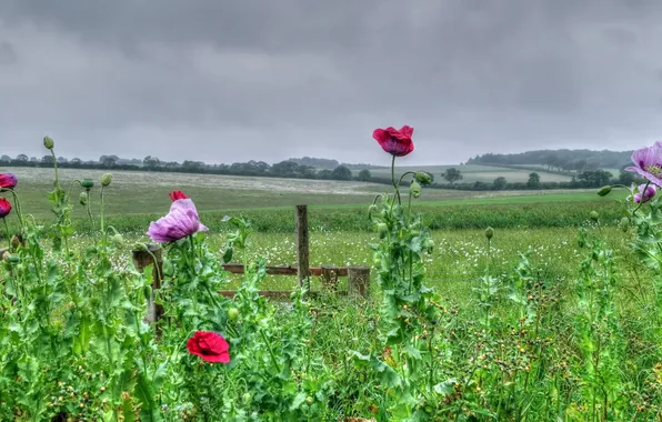 Field, nature, Maki