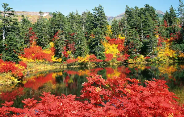 Leaves, trees, mountains, bright, lake, Autumn, day