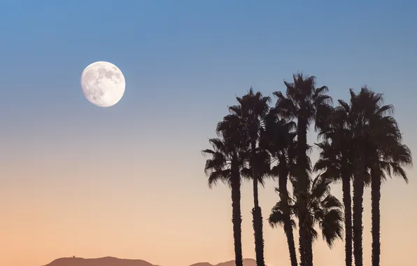 Picture the sky, trees, palm trees, the moon