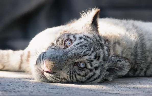 Cat, look, face, kitty, white tiger, tiger