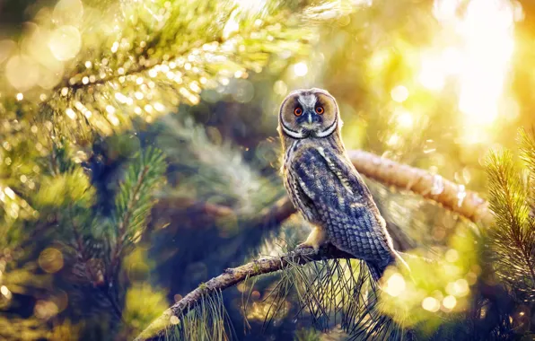 Look, Owl, Birds, Branches, Birds, North Cyprus, North Cyprus, Owl Scops