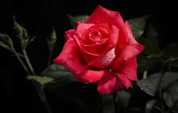 Picture flowers, red, petals