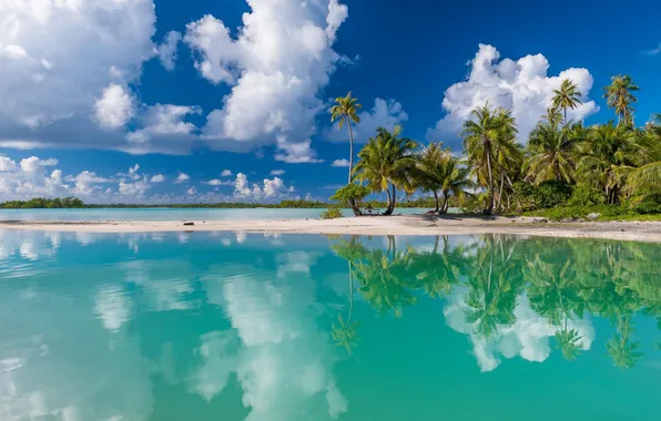 Picture palm trees, Tuamotu, reflection, shore, beach, sea, water, the sun