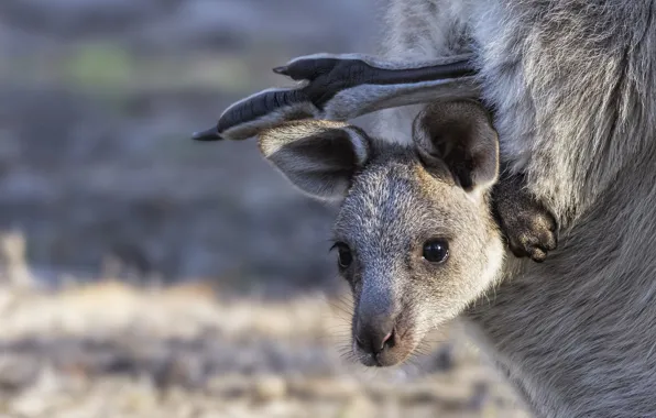 Kangaroo, bag, cub, face, kangaroo