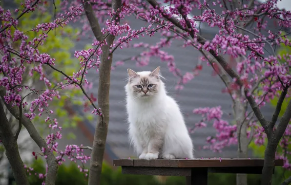 Cat, cat, look, flowers, branches, nature, table, spring