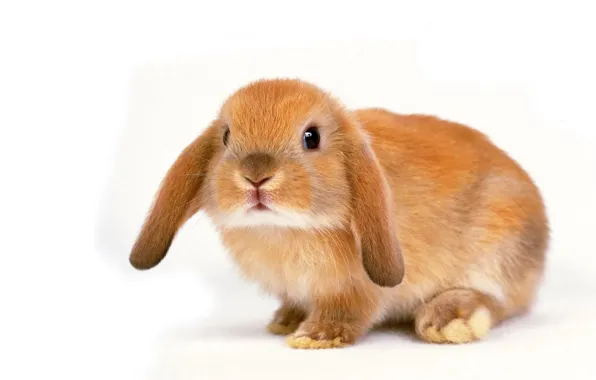 Picture white, background, rabbit, beige