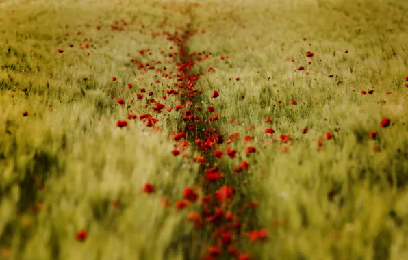 Wheat, field, summer, Maki, red