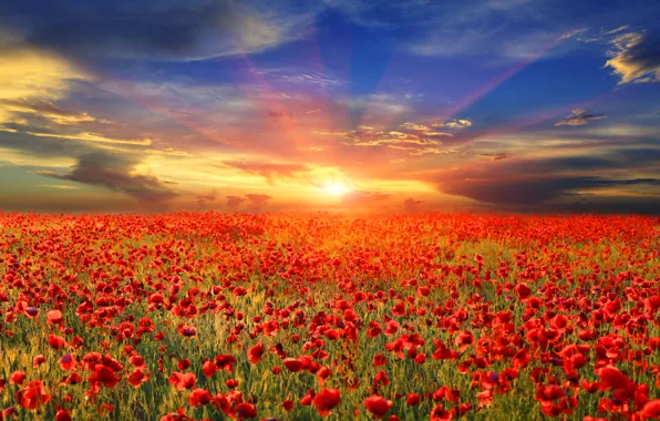 Field, the sky, the sun, rays, dawn, Maki, red