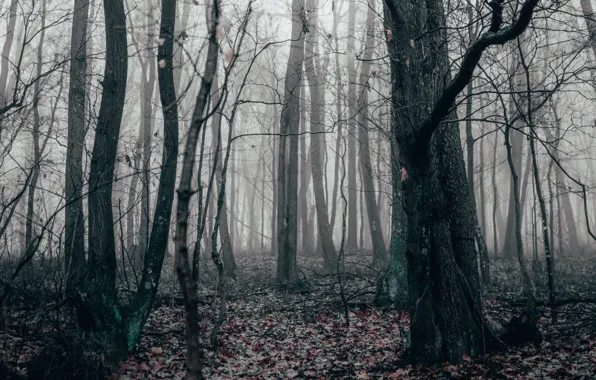 Autumn, forest, trees, nature, fog, foliage