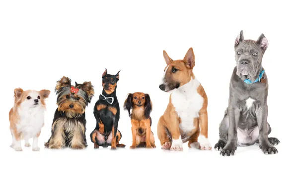 Picture animals, dogs, photo, Bull Terrier, Chihuahua, Yorkshire Terrier, Doberman, Russkiy Toy