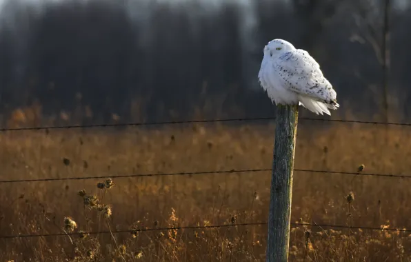 Picture field, forest, owl, the fence, wildlife, snowy owl