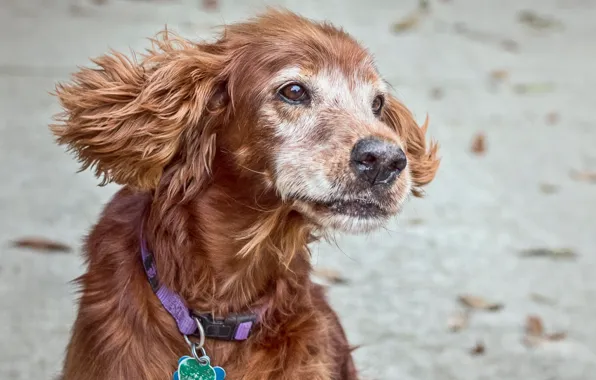 Picture dog, pet, supermodel