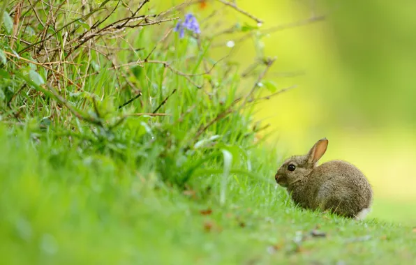 Grass, look, branches, nature, grey, glade, hare, rabbit