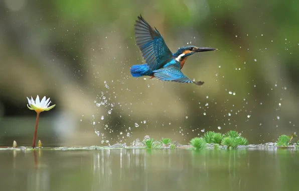 Picture water, flight, Kingfisher, water Lily, bird
