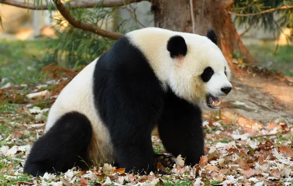 Wallpaper, background, autumn, leaves, tree, animal, branch, panda