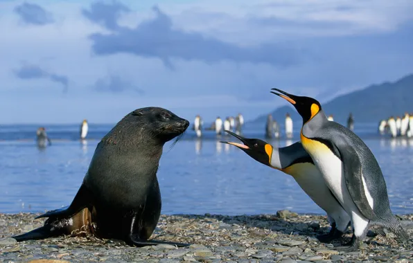 Picture seal, penguins, Antarctica