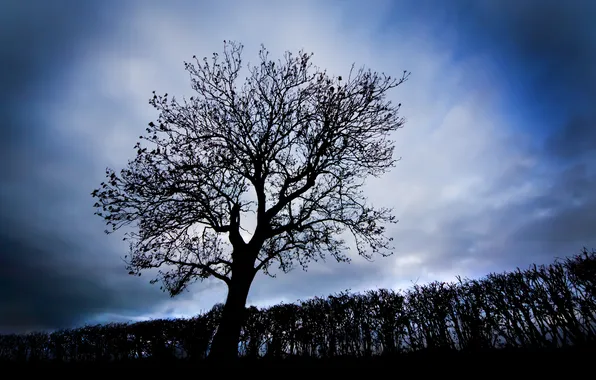 Picture clouds, trees, tree, twilight