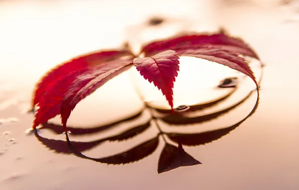 Autumn, nature, sheet