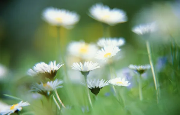 Picture grass, fog, chamomile, gentle, white, blurry