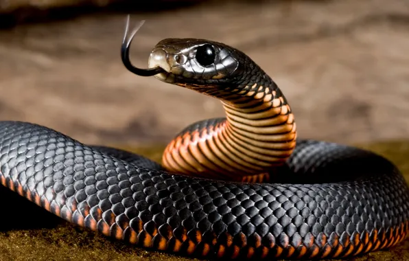 Picture Language, Snake, Red, Black, Black, Belly
