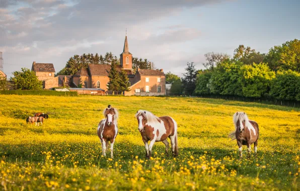 Picture flowers, flowering meadow, horse, horses, out of the city, mood, field, lawn