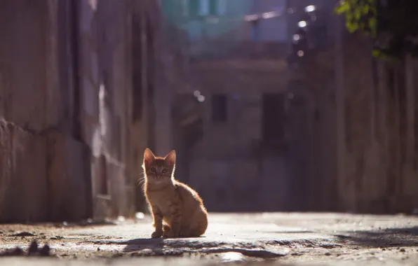 Picture summer, look, street, red, kitty, bokeh