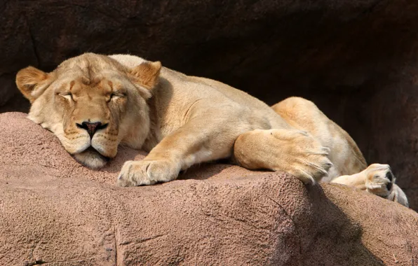 Cat, stay, stone, sleep, lioness