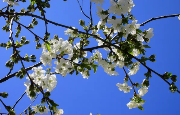 The sky, flowers, branches, spring 2018, Meduzanol ©