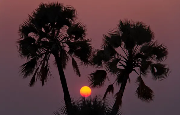 Picture the sky, the sun, sunset, palm trees, silhouette