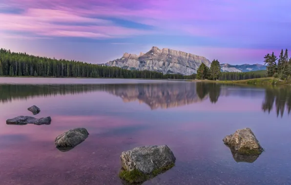 Forest, trees, mountains, nature, lake, shore