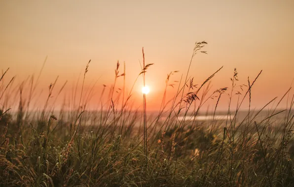 Field, summer, the sky, grass, the sun, light, sunset, nature