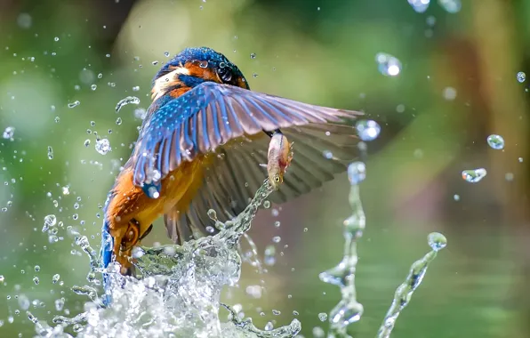 Water, squirt, bird, fish, Kingfisher, catch, Kingfisher