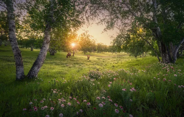 Field, summer, trees, flowers, horses, horse, meadow, birch