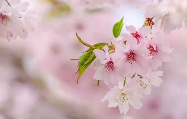Tenderness, spring, Sakura, pink