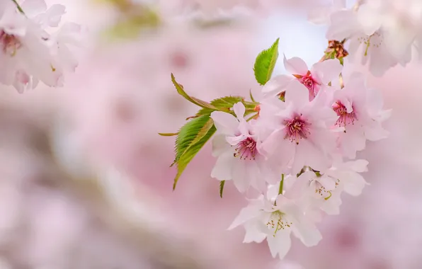 Pink, tenderness, spring, Sakura