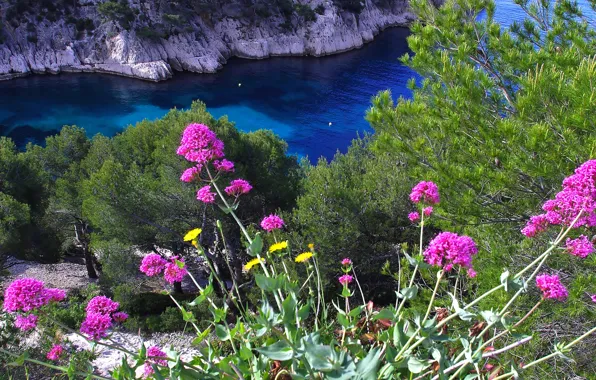 Sea, flowers, nature, rocks, Bay