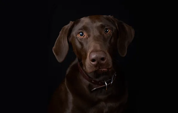 Portrait, dog, black background