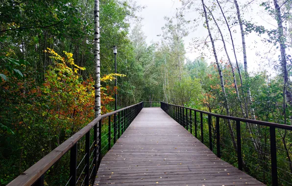 Autumn, forest, trees, nature, Russia, path, September, Artem