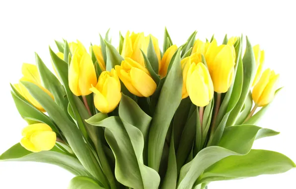 Picture leaves, flowers, bright, beauty, bouquet, petals, light, tulips