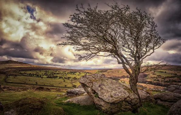 Picture stones, tree, England, Devon