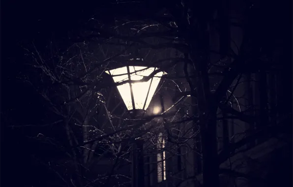 Night, Peter, Lantern, Saint Petersburg, Viper, Tree Branches, Night Peter, Street Lamp
