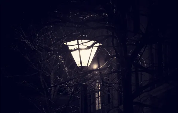 Picture Night, Peter, Lantern, Saint Petersburg, Viper, Tree Branches, Night Peter, Street Lamp