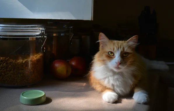 Cat, cat, look, face, light, comfort, house, apples