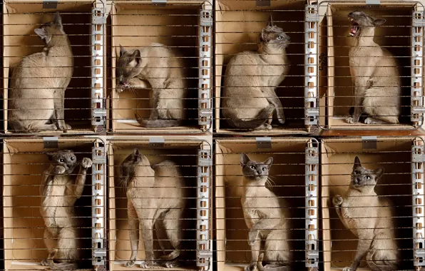 Cat, look, pose, box, cats, grille, a lot, box