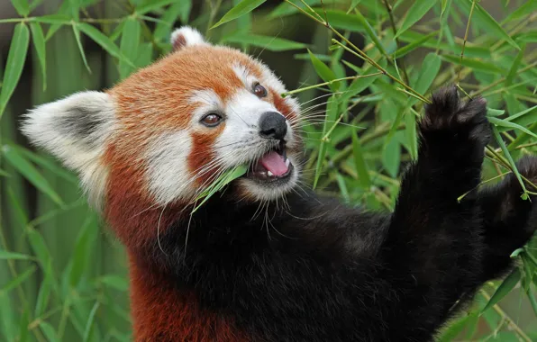 Bamboo, red Panda, firefox, red Panda