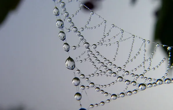 Drops, Web, Necklace, After The Rain
