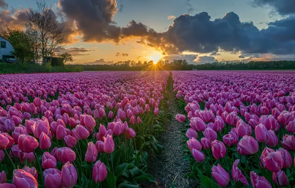 Field, the sky, the sun, rays, light, sunset, flowers, clouds