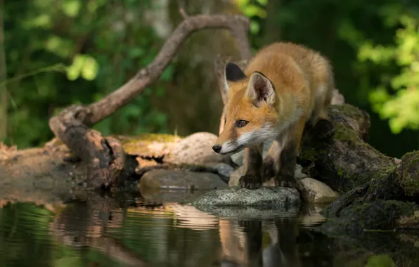 Picture Fox, pose, reflection, shore, pond, snag, Fox